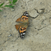 motyl