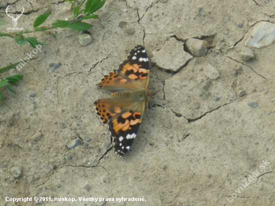motyl