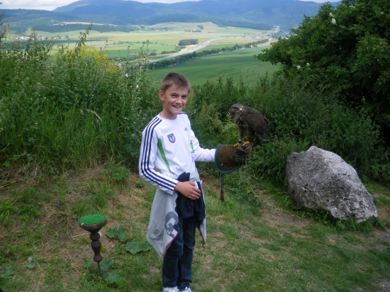 myšiak