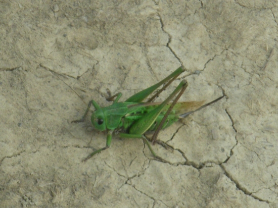 dlhi pet centimetrov