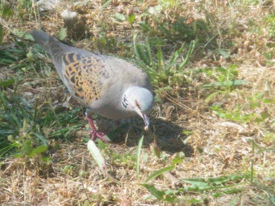 hrdlička polna