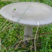 huba