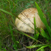 huba 3