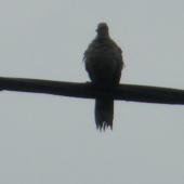 prečo holuba nekopne elektrika