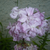 kraska