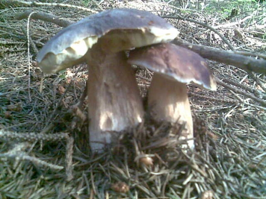 Minuloročny bratia :-)