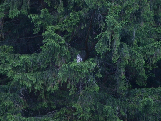 Sova dlhochvostá