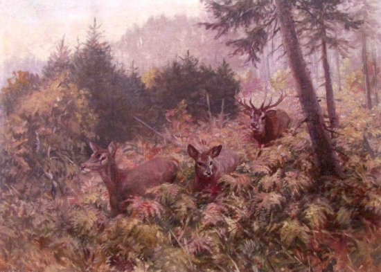 jelenia ruja v nízkych tatrách