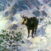 kamzík