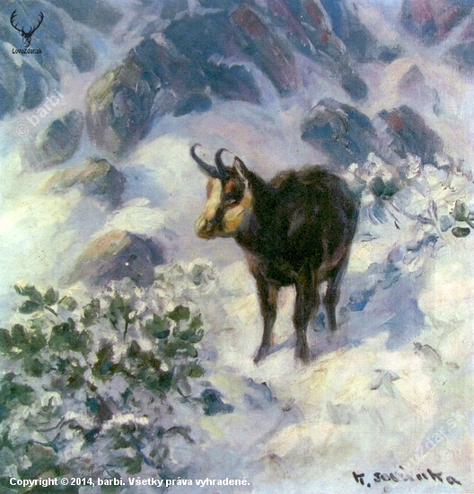 kamzík