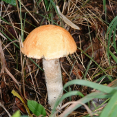 osikáč