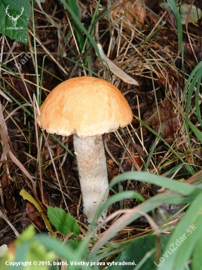 osikáč