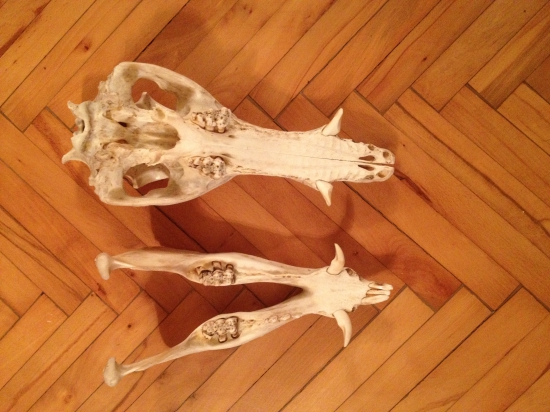 Diviačica bez zubov