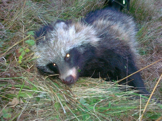 psík medvedikovitý