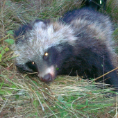 psík medvedikovitý