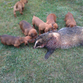 šteňatá AJD, prvé návyky