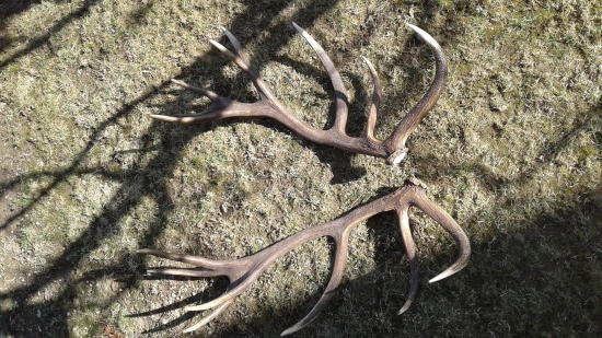 nepravidelna 16ka z jelena na fotopasci