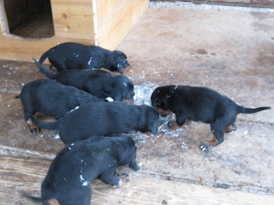 steniatka slovenskeho kopova