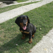 Bady