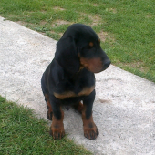 Bady
