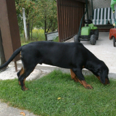 Bady spod slubici