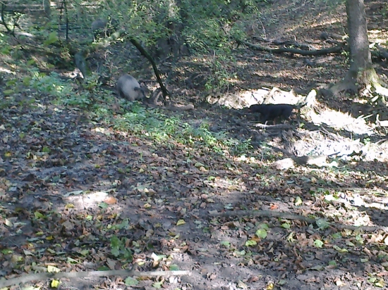 Badiyv diviacom oplotku