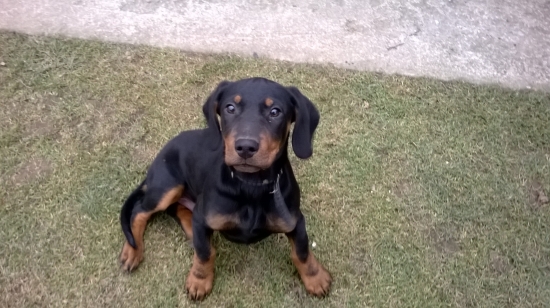 Huncut z hrachovskeho vrska