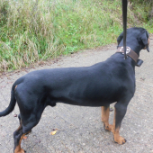 Huncut z hrachovskeho vrska 12 mesiacov