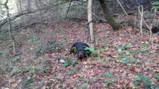 Huncut z hrachovskeho vrska odlozenie