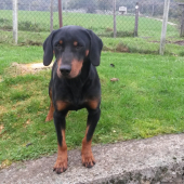 Huncut z hrachovskeho vrska