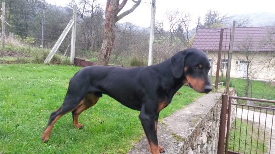 Huncut z hrachovskeho vrska