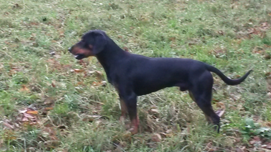 Huncut z hrachovskeho vrska