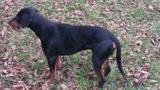 Huncut z hrachovskeho vrska