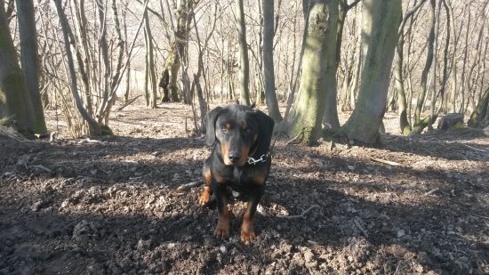 Huncut z hrachovskeho vrska