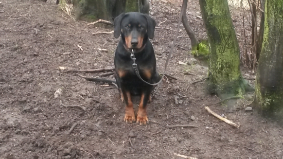 Huncut z hrachovskeho vrska