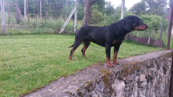 Novy pes v chove-Huncut z Hrachovskeho vrsku