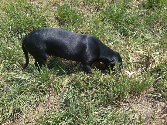 Huncut z hrachovskeho vrska