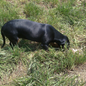 Huncut z hrachovskeho vrska