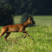 Ohlédnutí za srnčí říjí