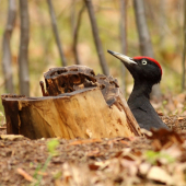 Datel černý za deště