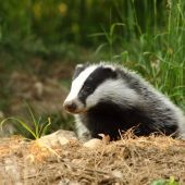Jezevec lesní -  mládě
