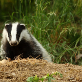 Jezevec lesní - mládě 2