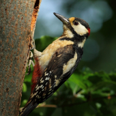 Strakapoud velký - samec