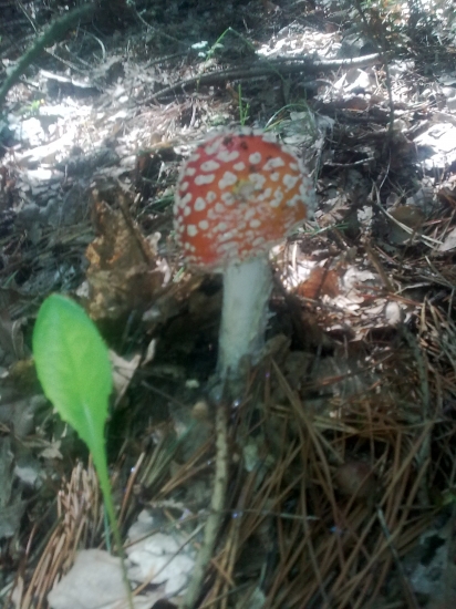 muchomůrka červená