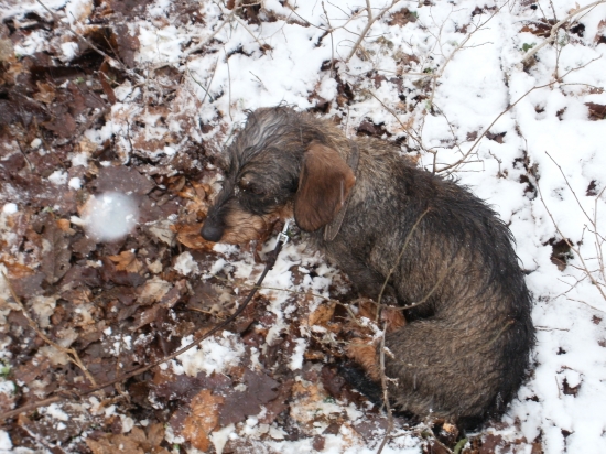 Diana zo šiklosa:odpocinok.