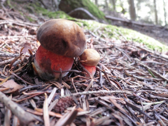 Ako sa máš bratmm ?