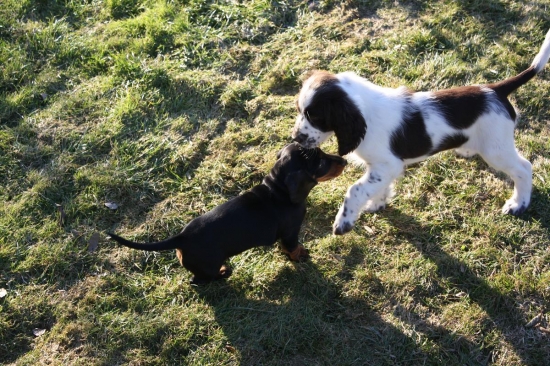 Náš malý černý přírustek a její špringří kámoša.