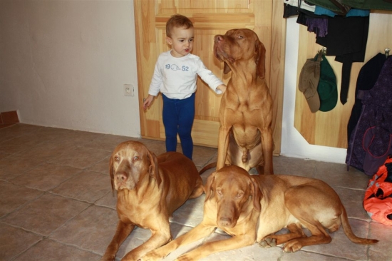 Smečka pod vedením malé drezérky.