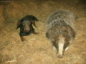 Binka a jezevec ze stodoly