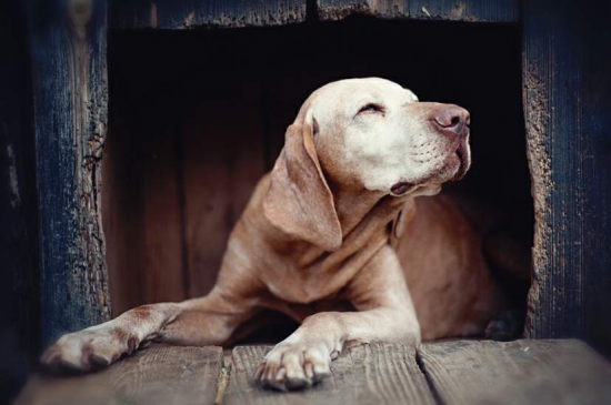 Starý pes v staré boudě